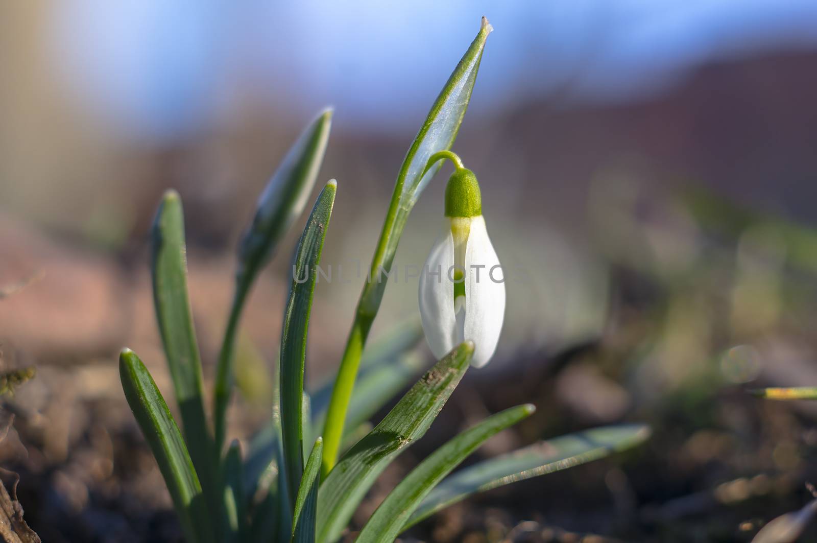 snow drop flower in my season garden