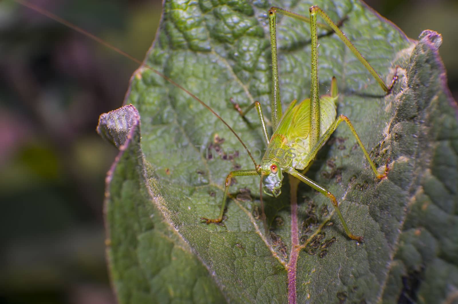 grasshopper at green goosberry bush in my season garden