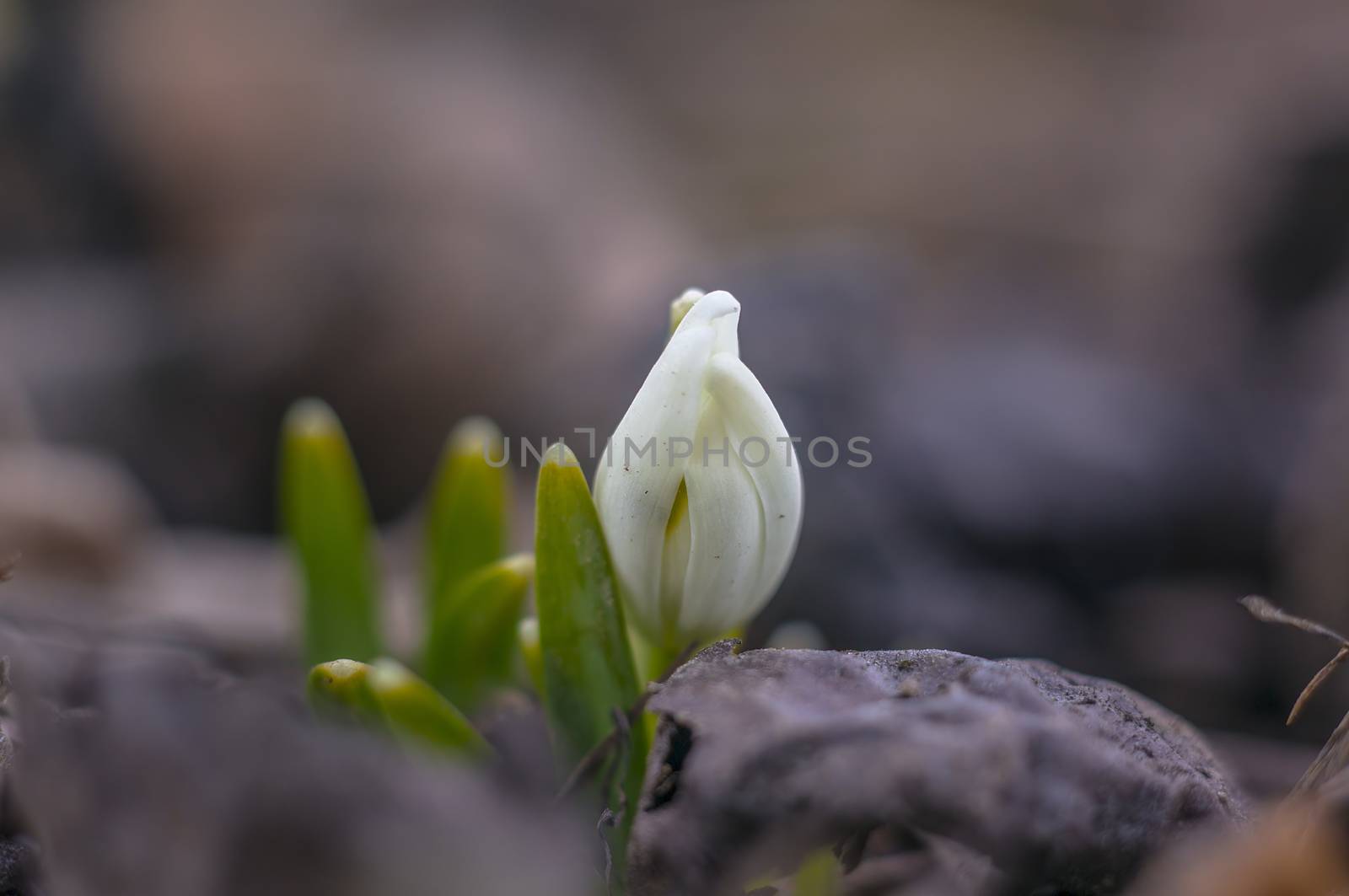 snow drop flower in my season garden