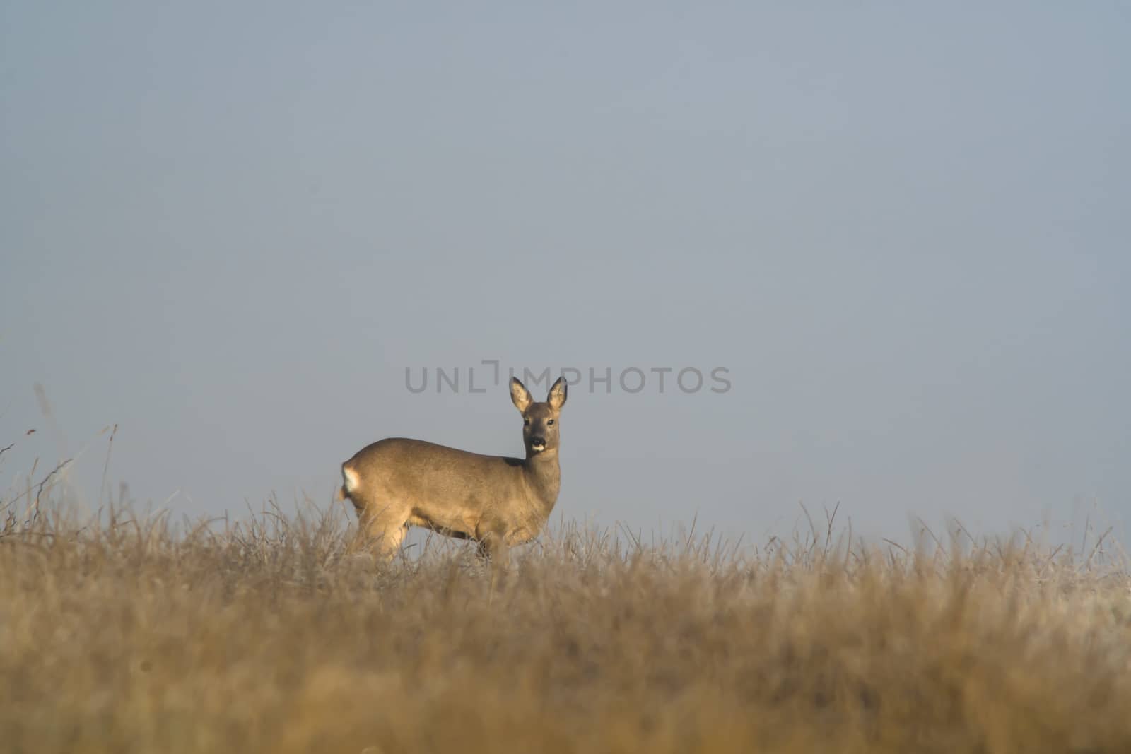 roe deer at corn field in the wild nature