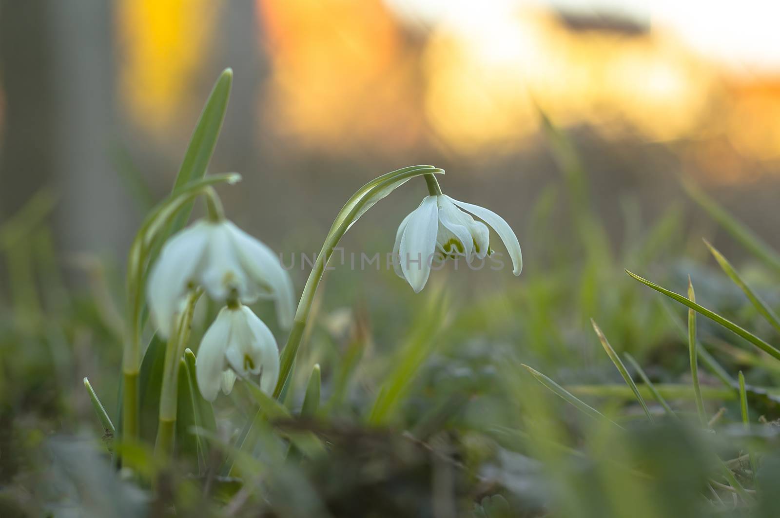 snow drop flower in my season garden