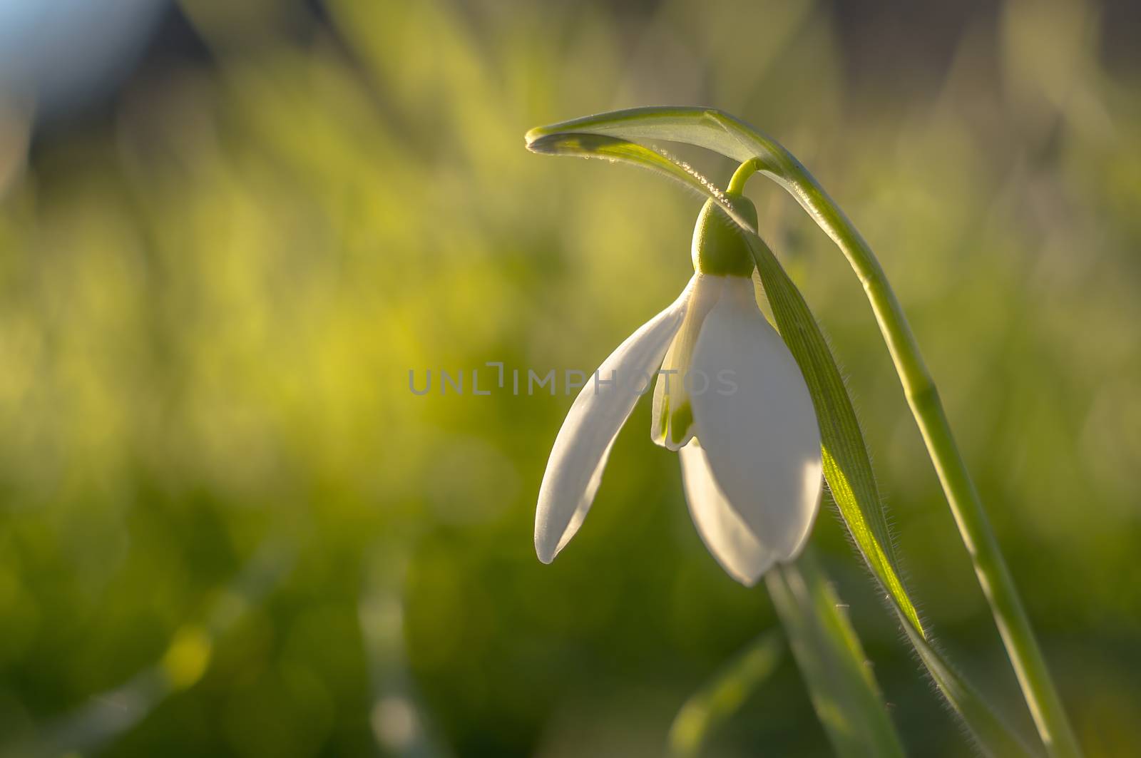 snow drop flower in my season garden