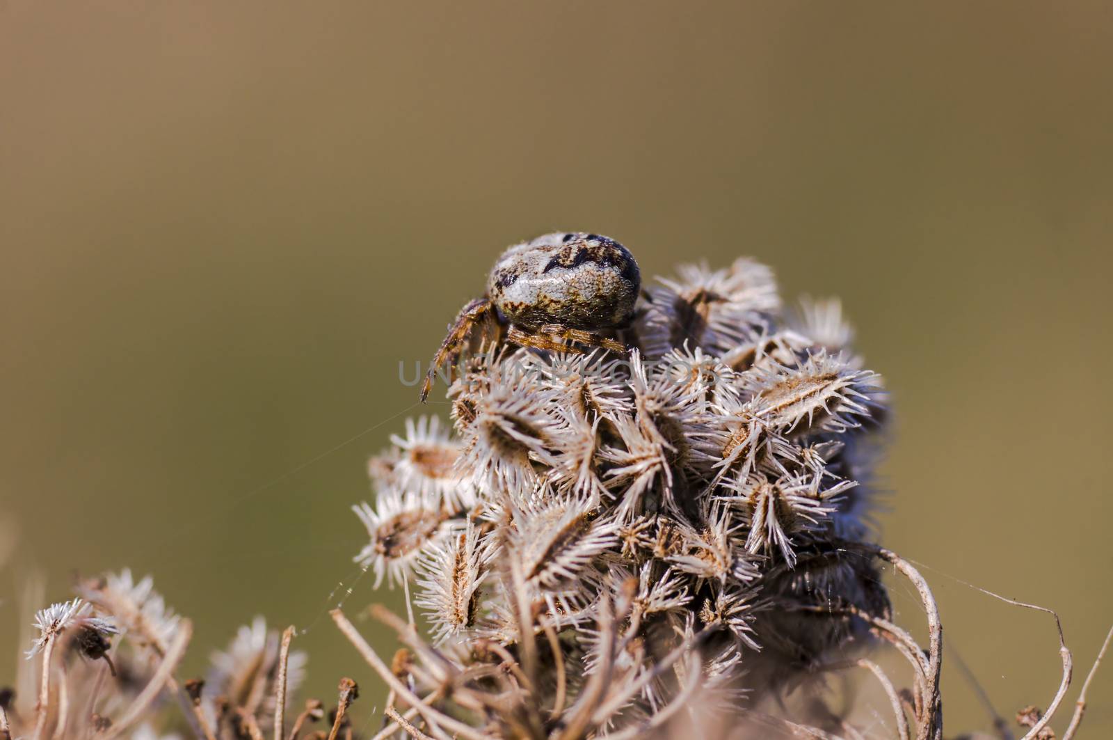 spider in its own web nest on a seasonal plant