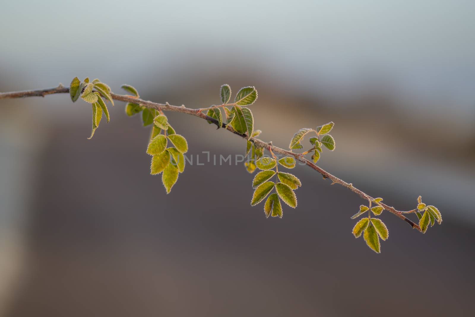 frozen fauna plants with hoar frost 