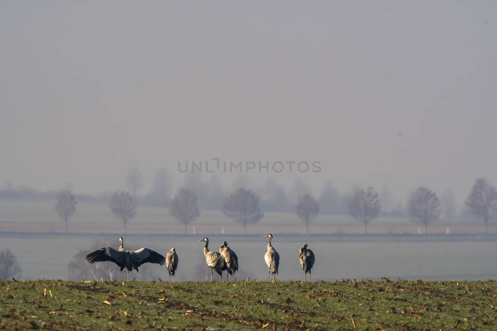 Migratory bird cranes on the field