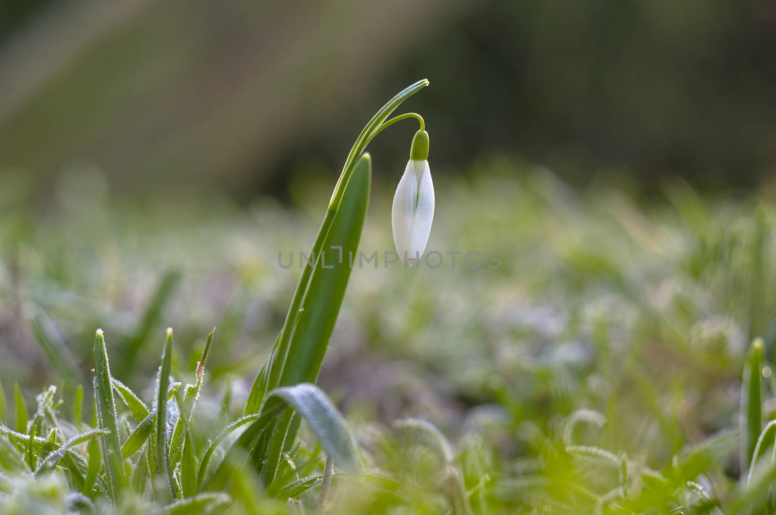 snow drop flower in my season garden