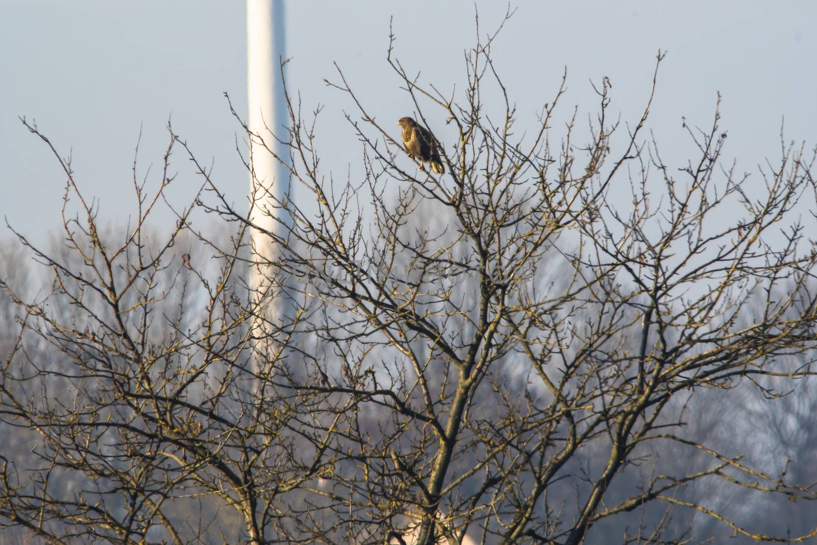 Griffon buzzard on a tree
