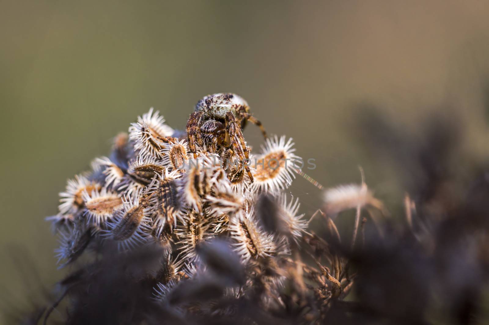 spider in its own web nest on a seasonal plant