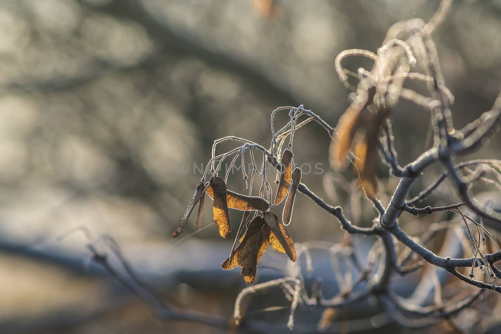 frozen fauna plants with hoar frost 