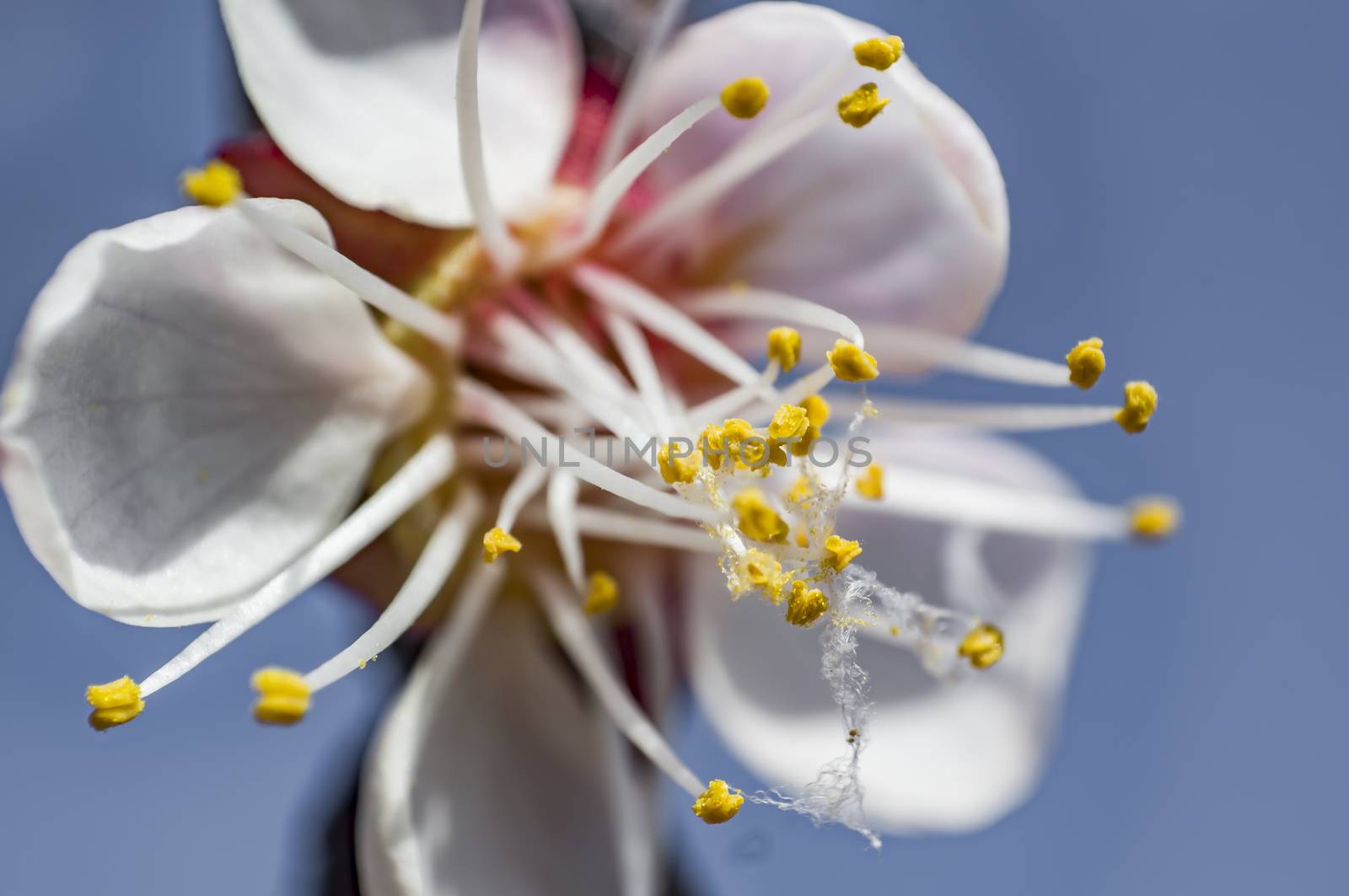 peach flower blossom in the spring season