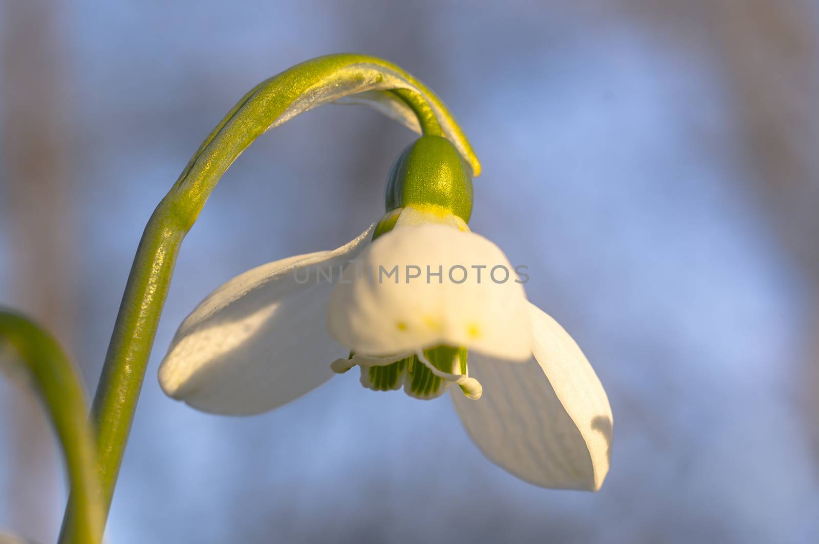 snow drop flower in my season garden