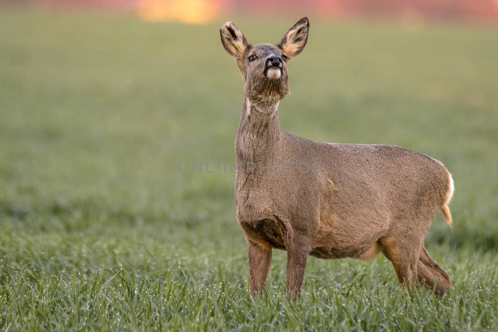 roe deer at field in the wild nature