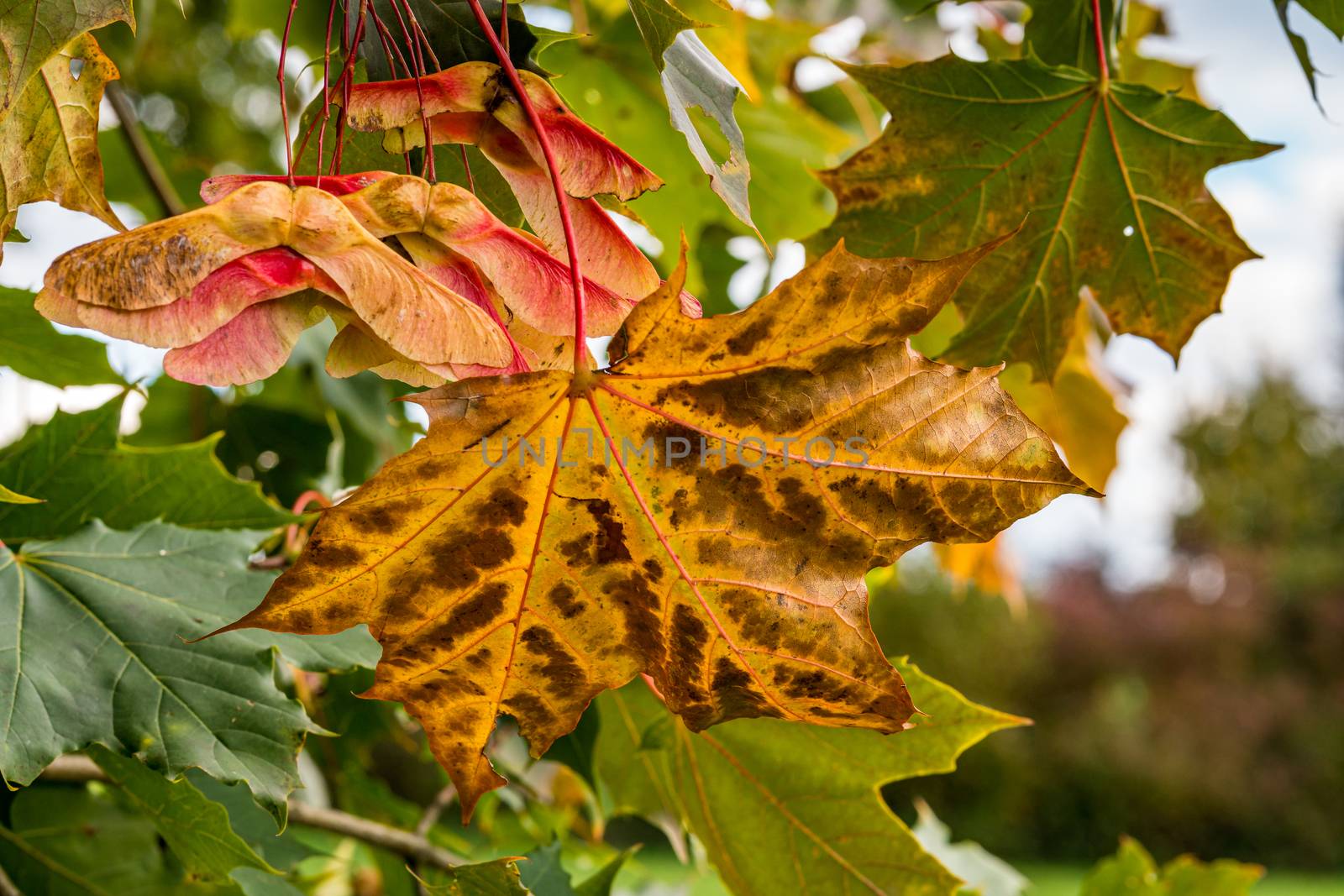 Beautiful colorful maple leaves and fruits in the autumn forest in Upper Swabia Germany