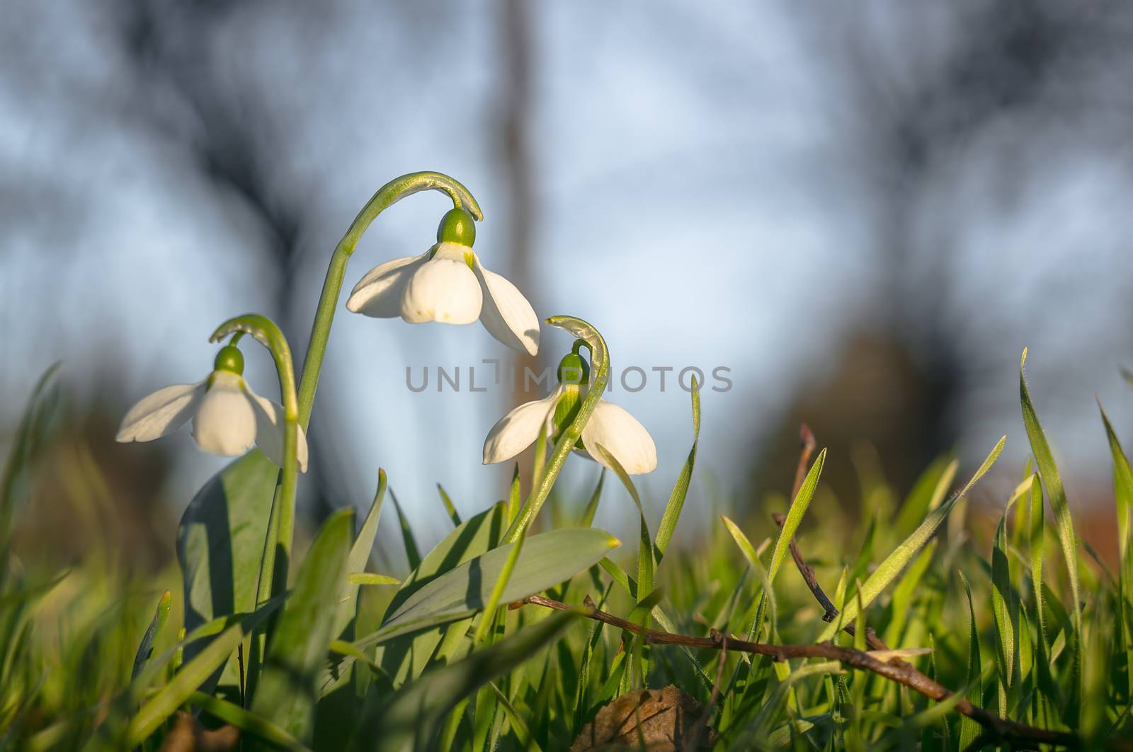 snow drop flower in my season garden