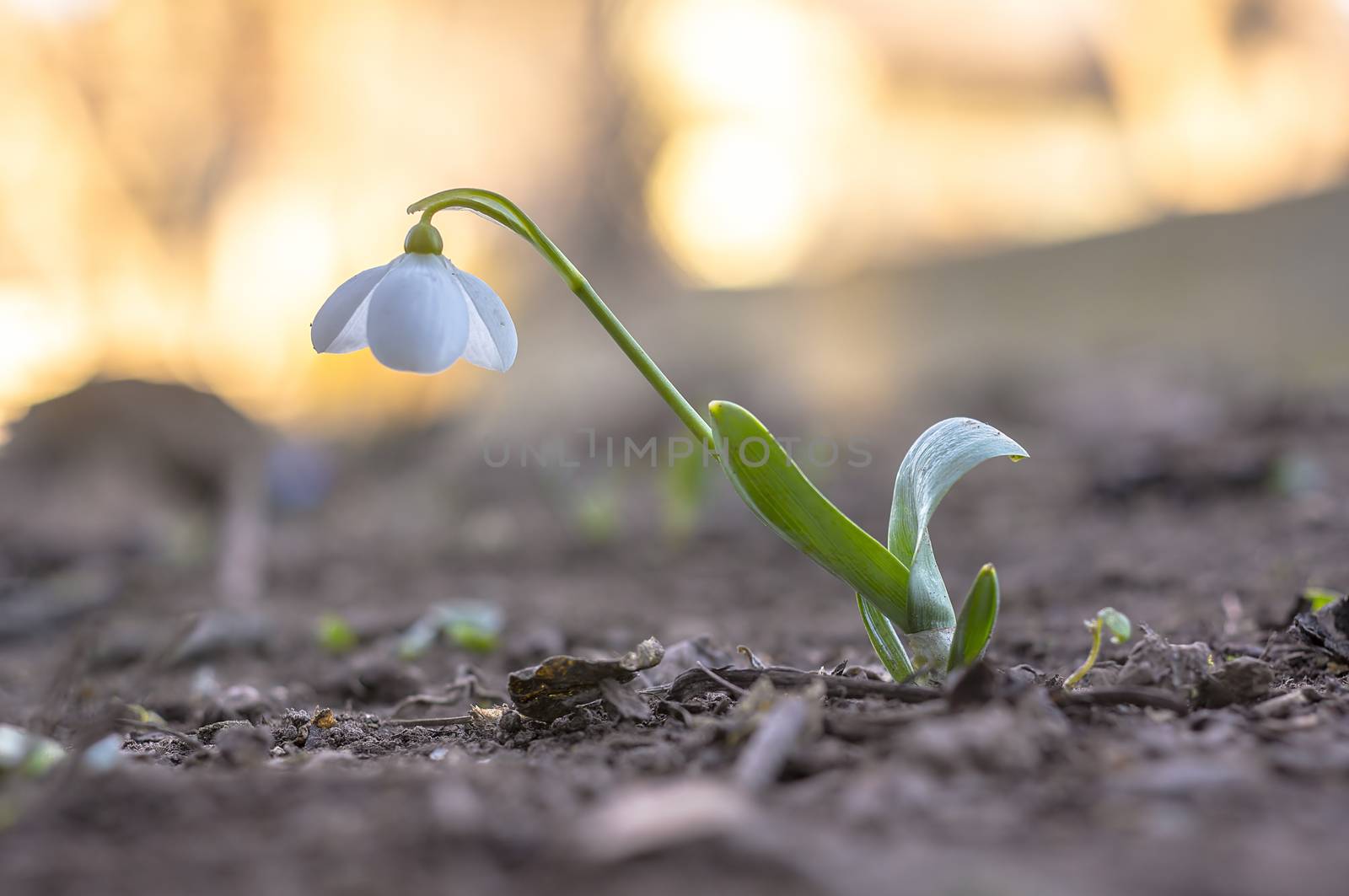 snow drop flower in my season garden