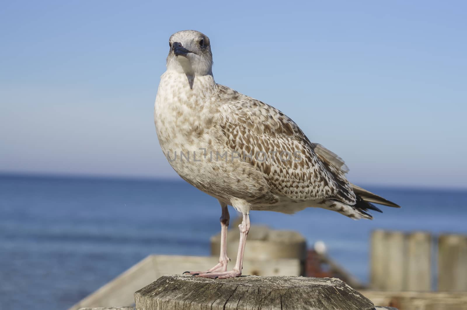 sea gull on boat dock at baltic sea beach