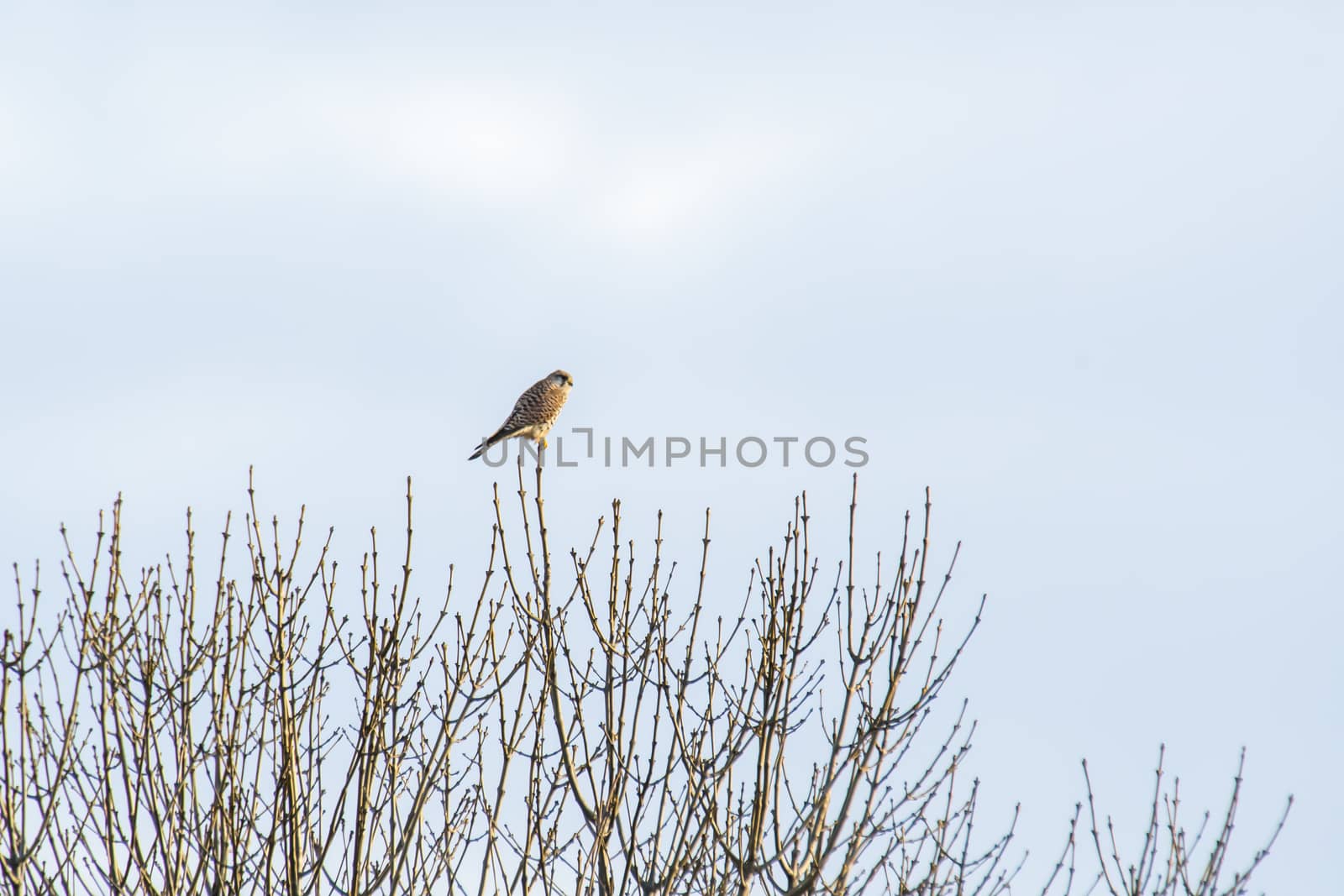 little tower falcon crestel on a tree