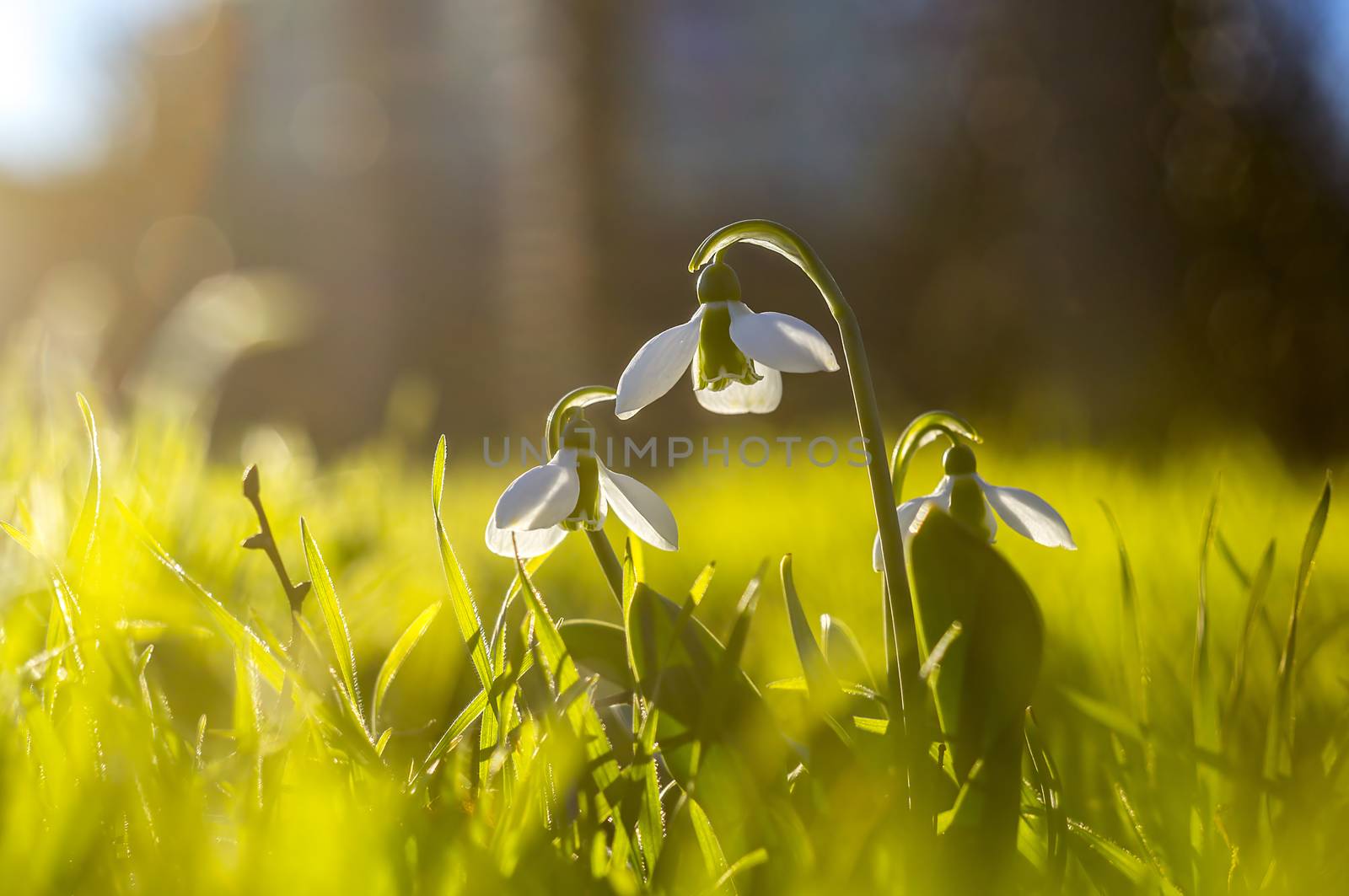 snow drop flower in my season garden