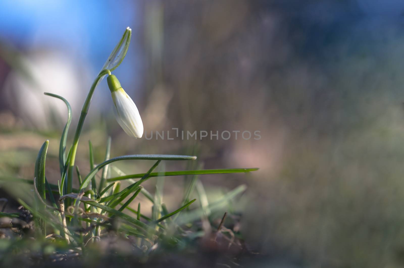 snow drop flower in my season garden