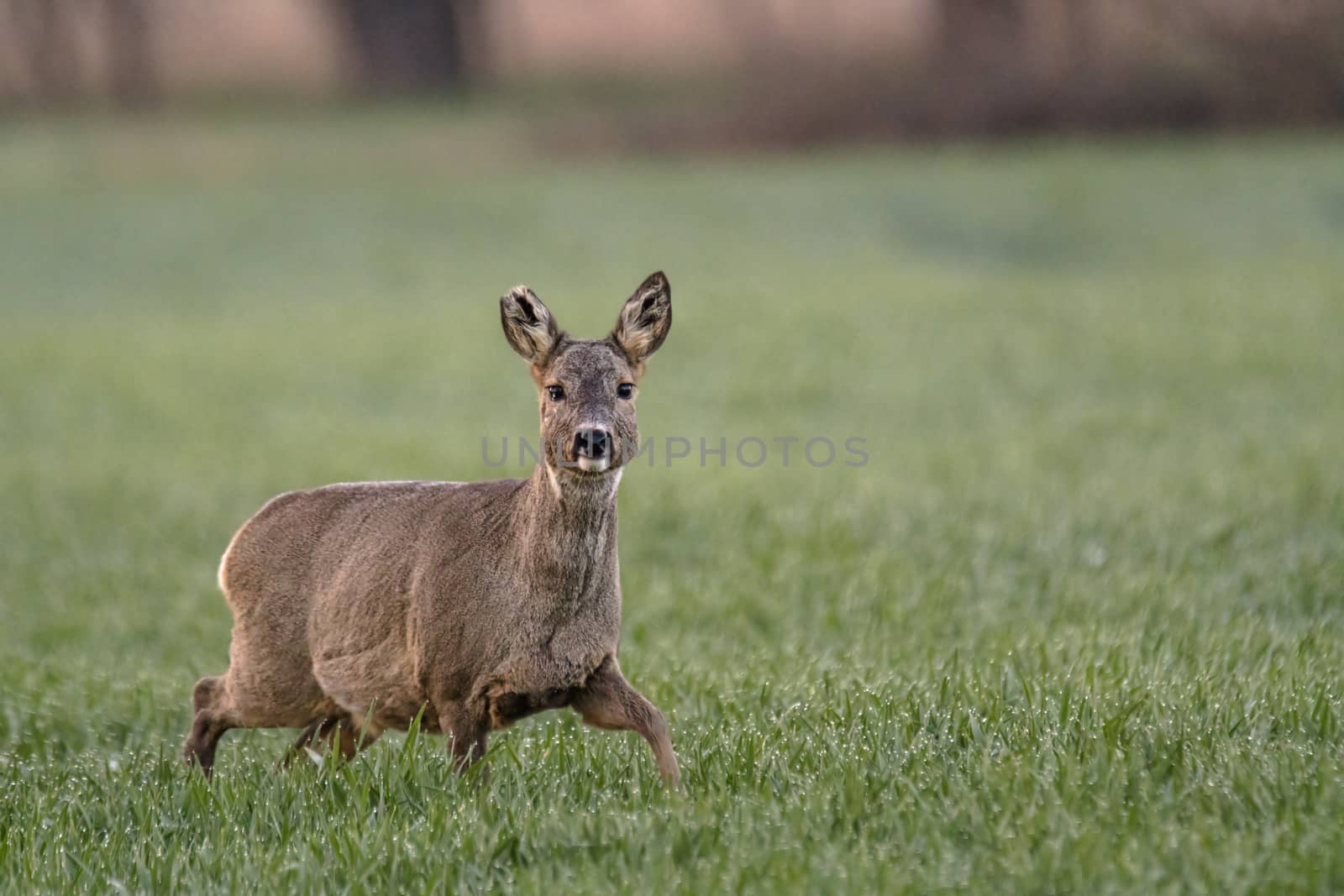 roe deer at field in the wild nature