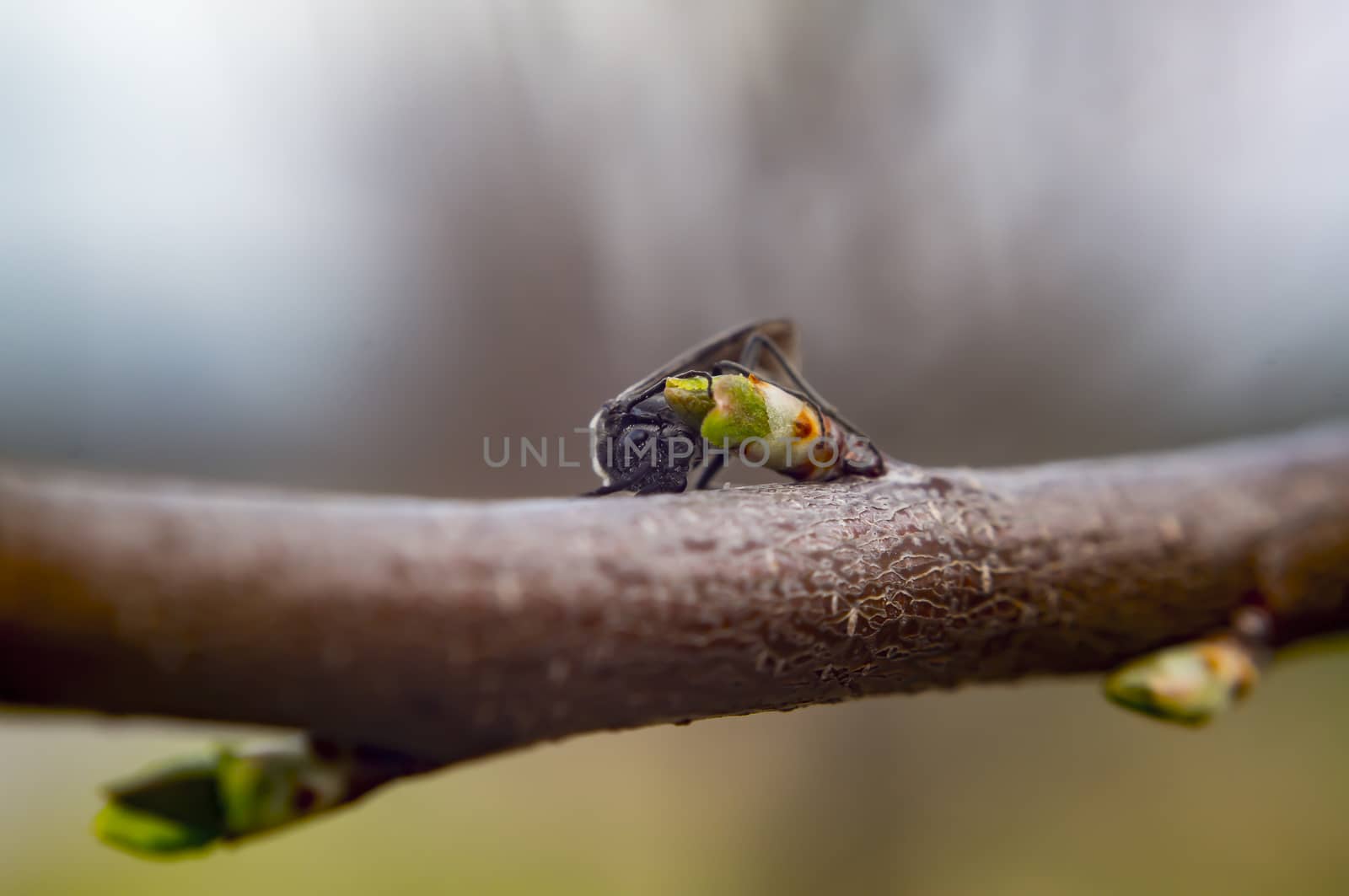 March Fly in my nature season garden