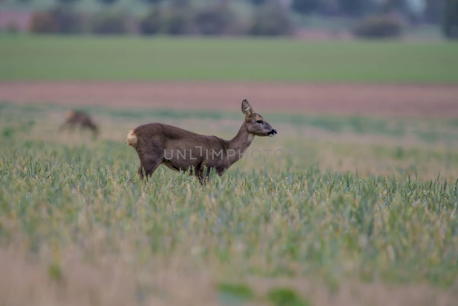 roe deer at corn field in the wild nature