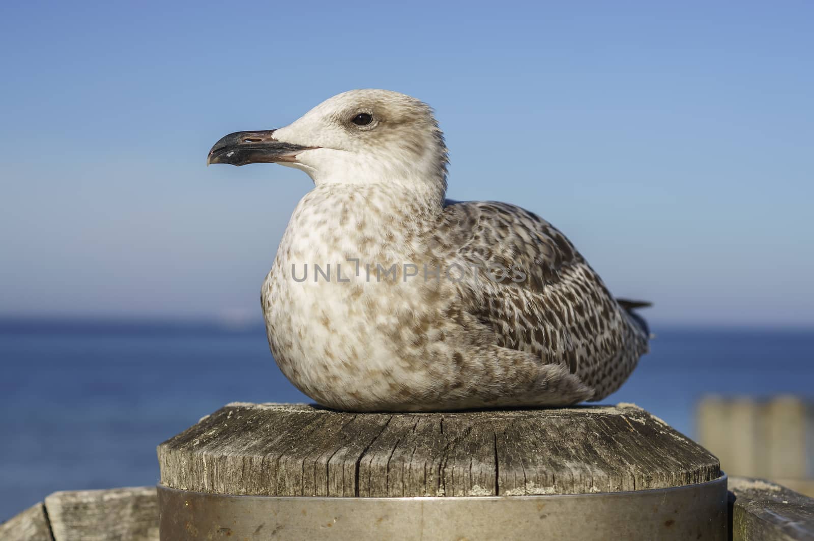 sea gull on boat dock at baltic sea beach