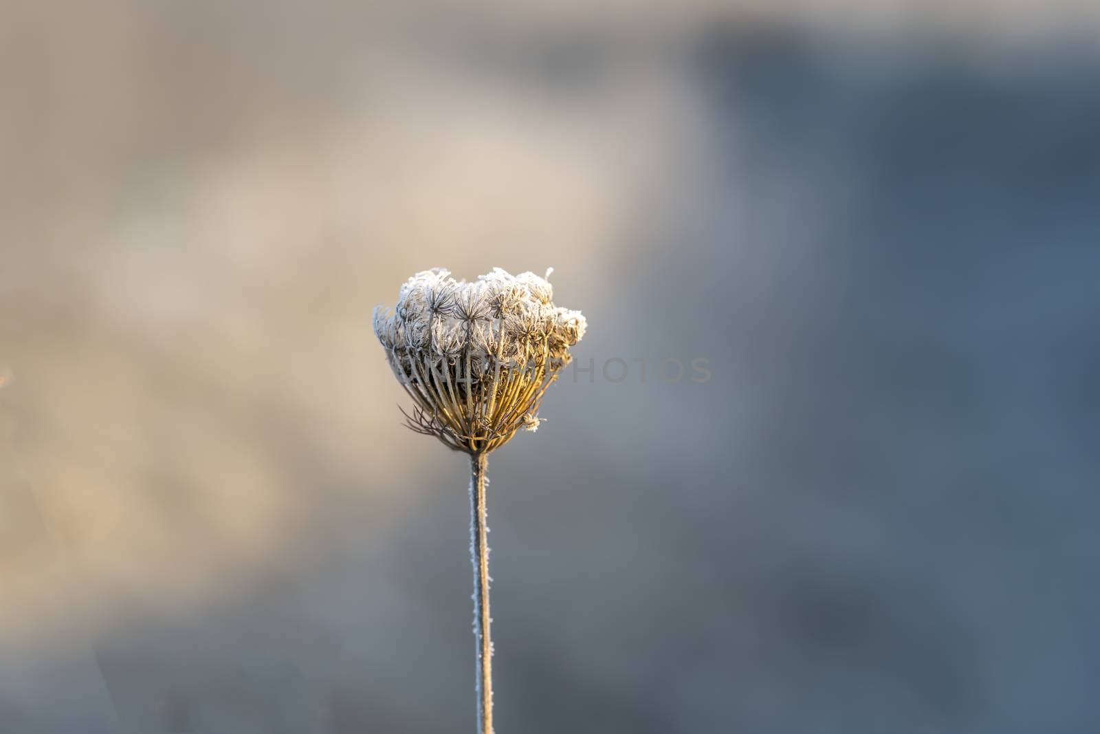 frozen fauna plants with hoar frost 