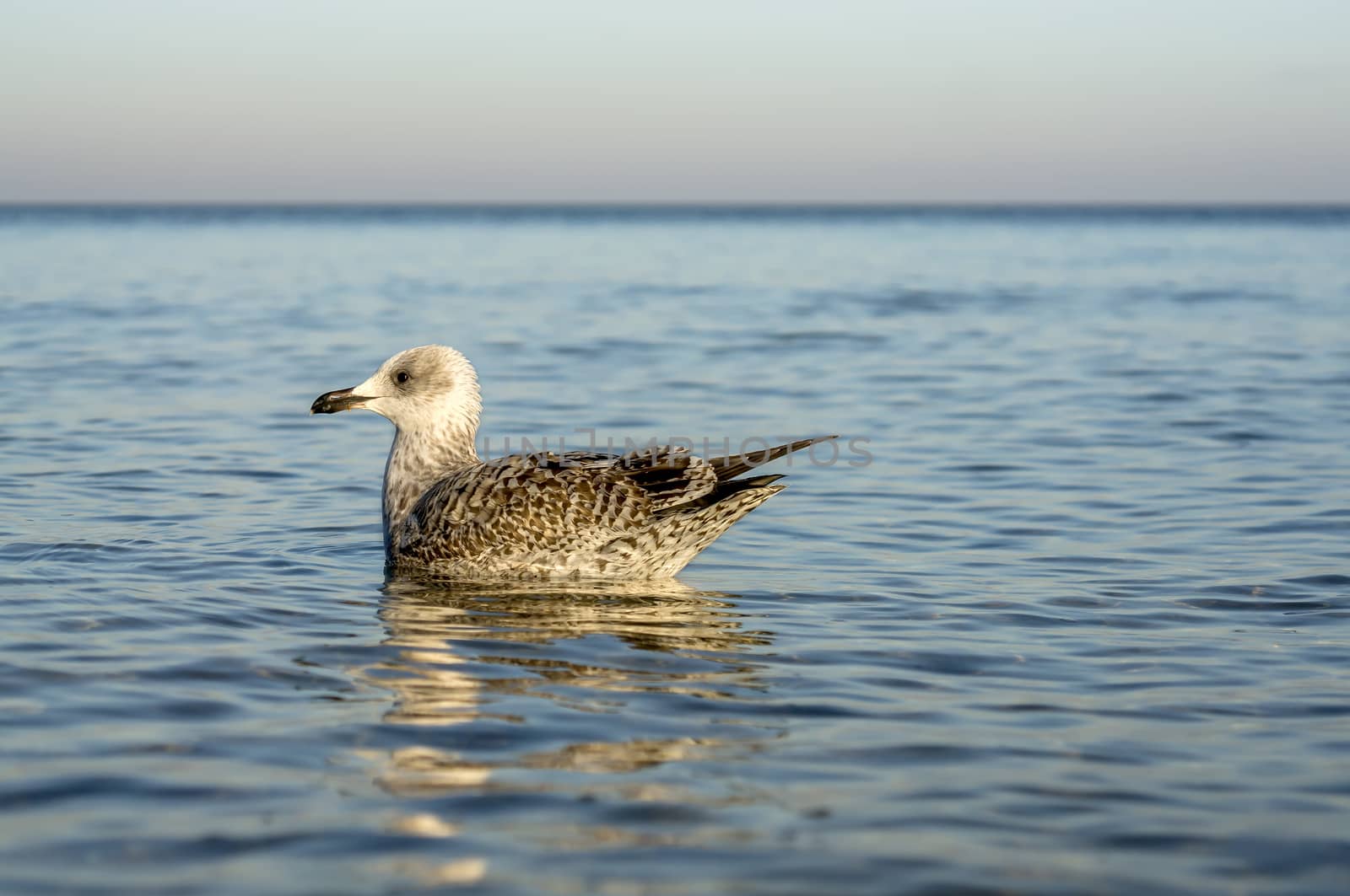 Seagull on a stage at the baltic sea beach