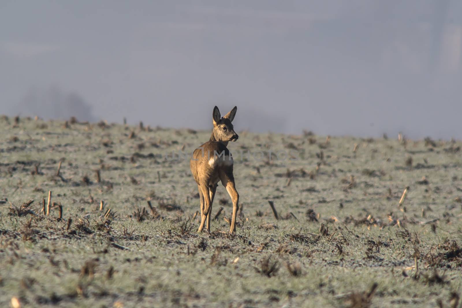 roe deer at corn field in the wild nature