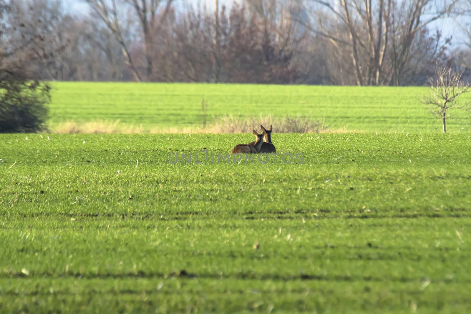 roe deer at corn field in the wild nature