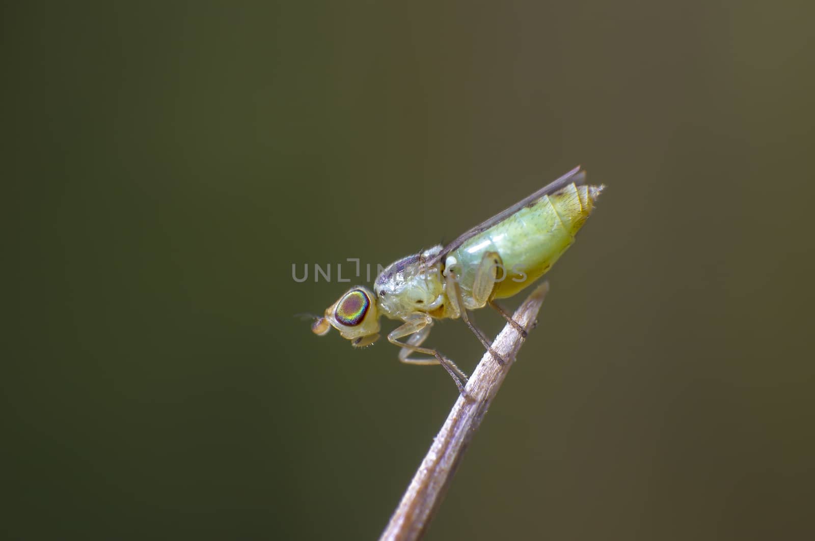 very small fly on grass