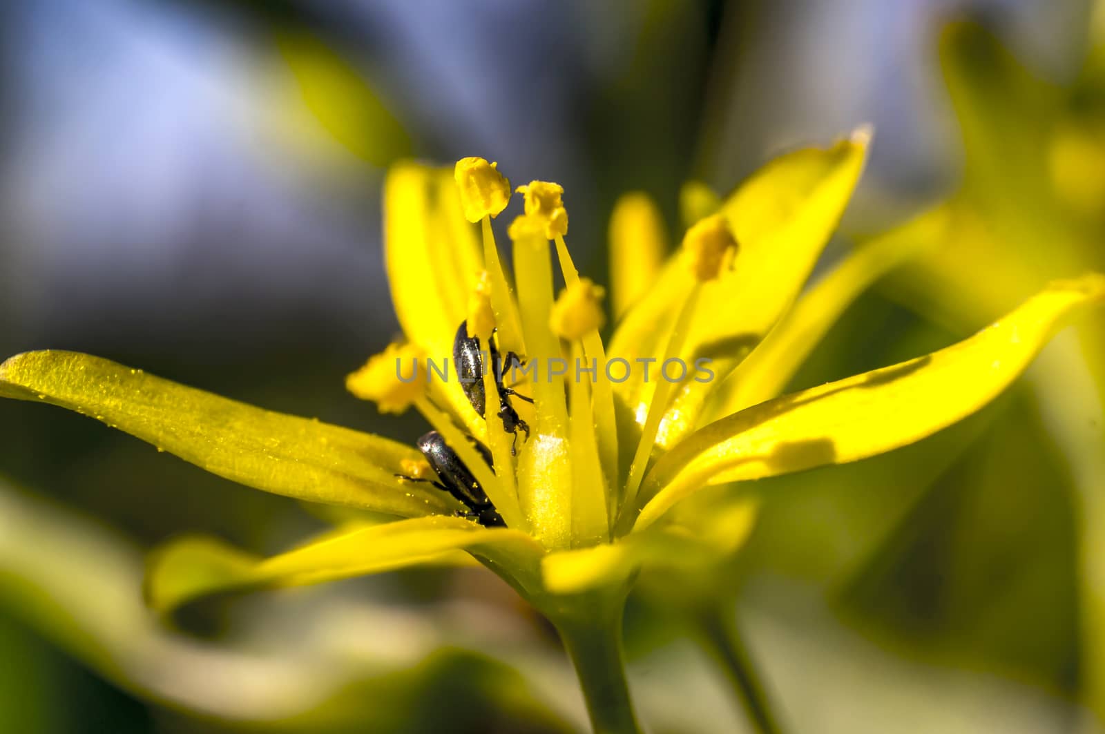 yellow flower blossom in the spring season