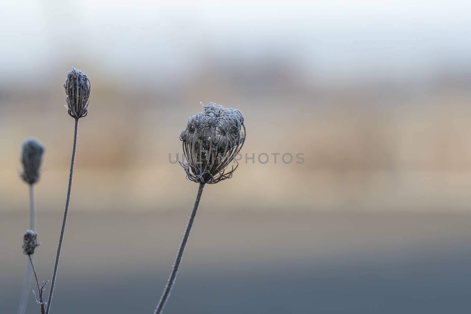 frozen fauna plants with hoar frost 