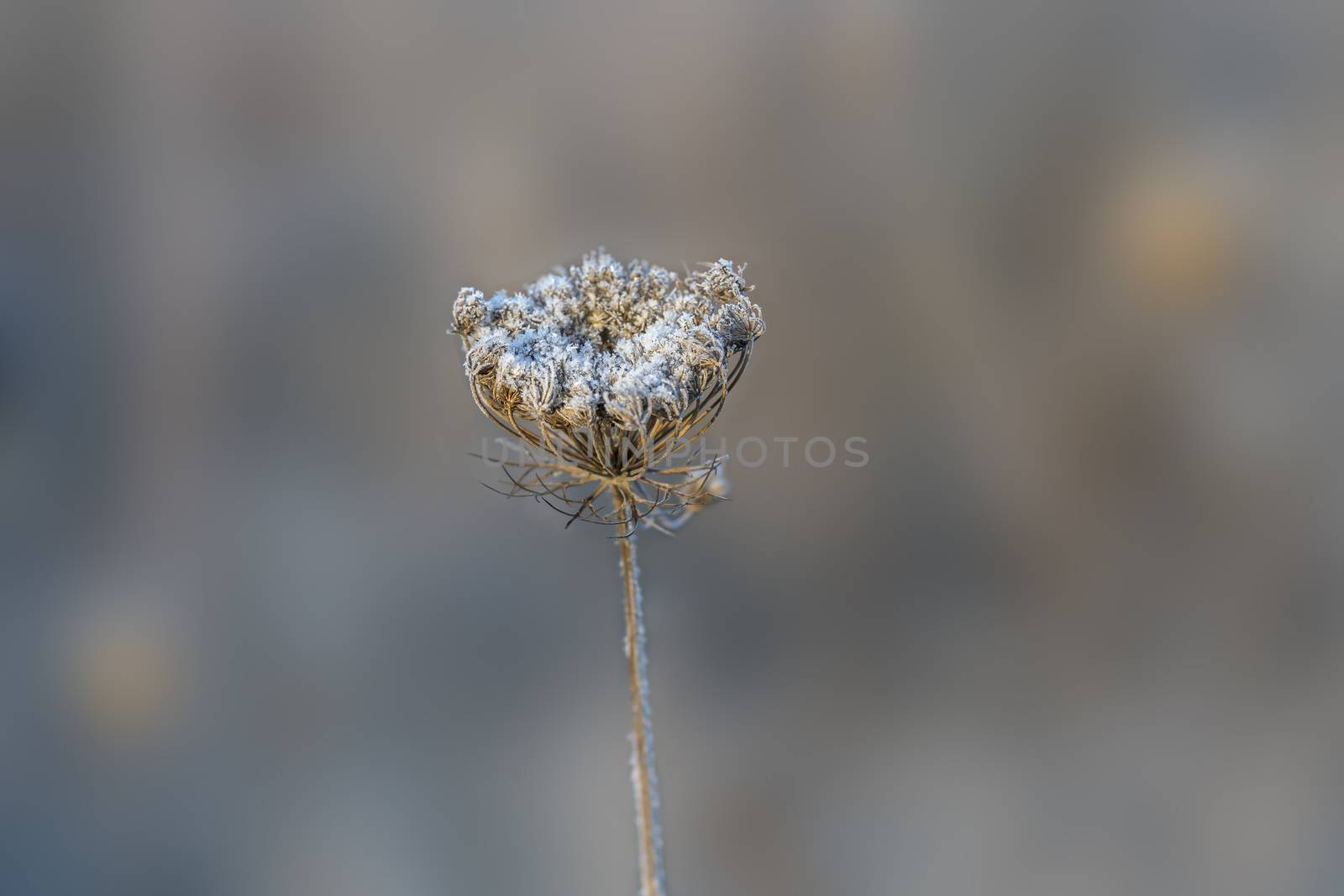 frozen fauna plants with hoar frost 