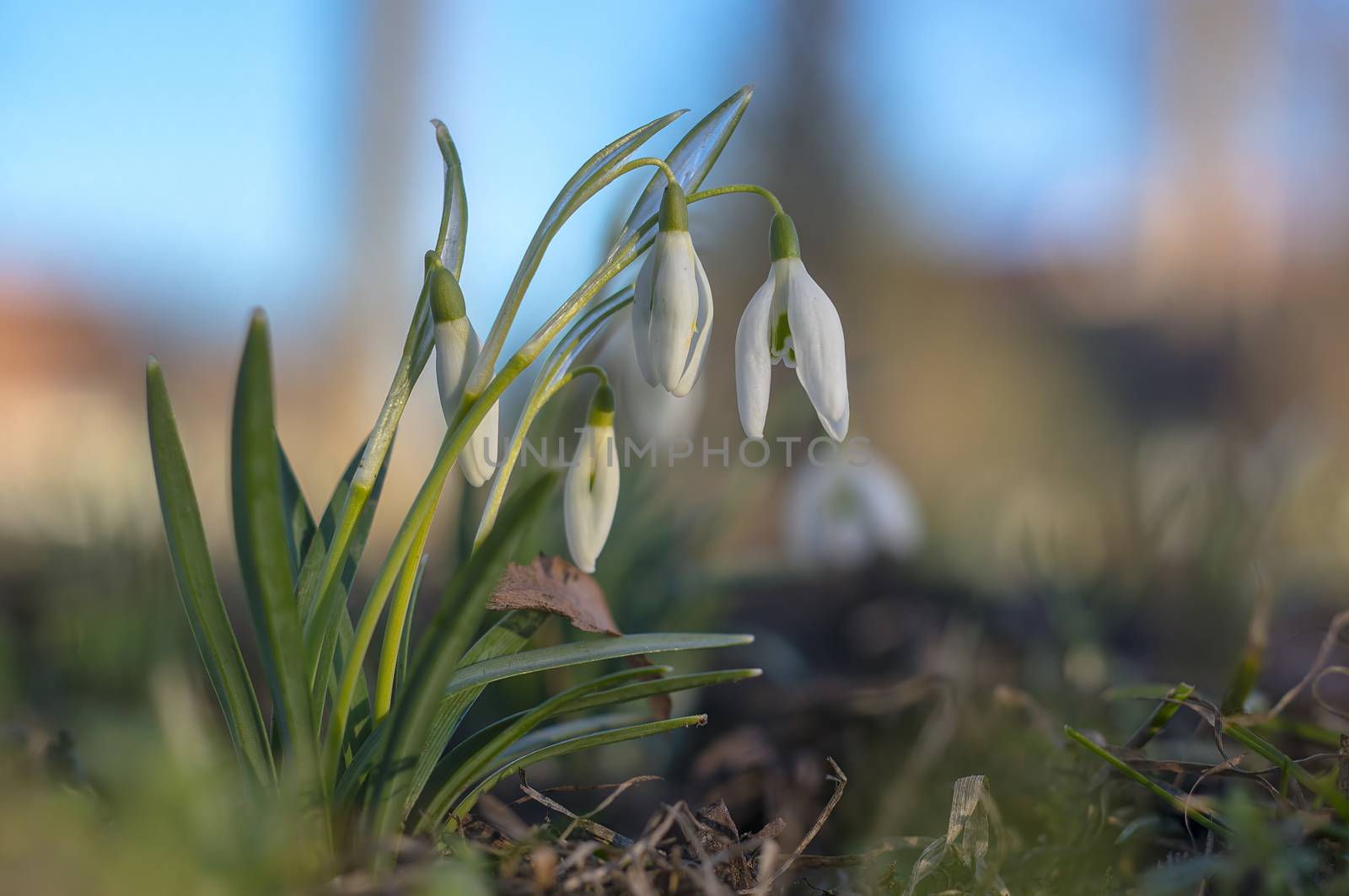snow drop flower in my season garden