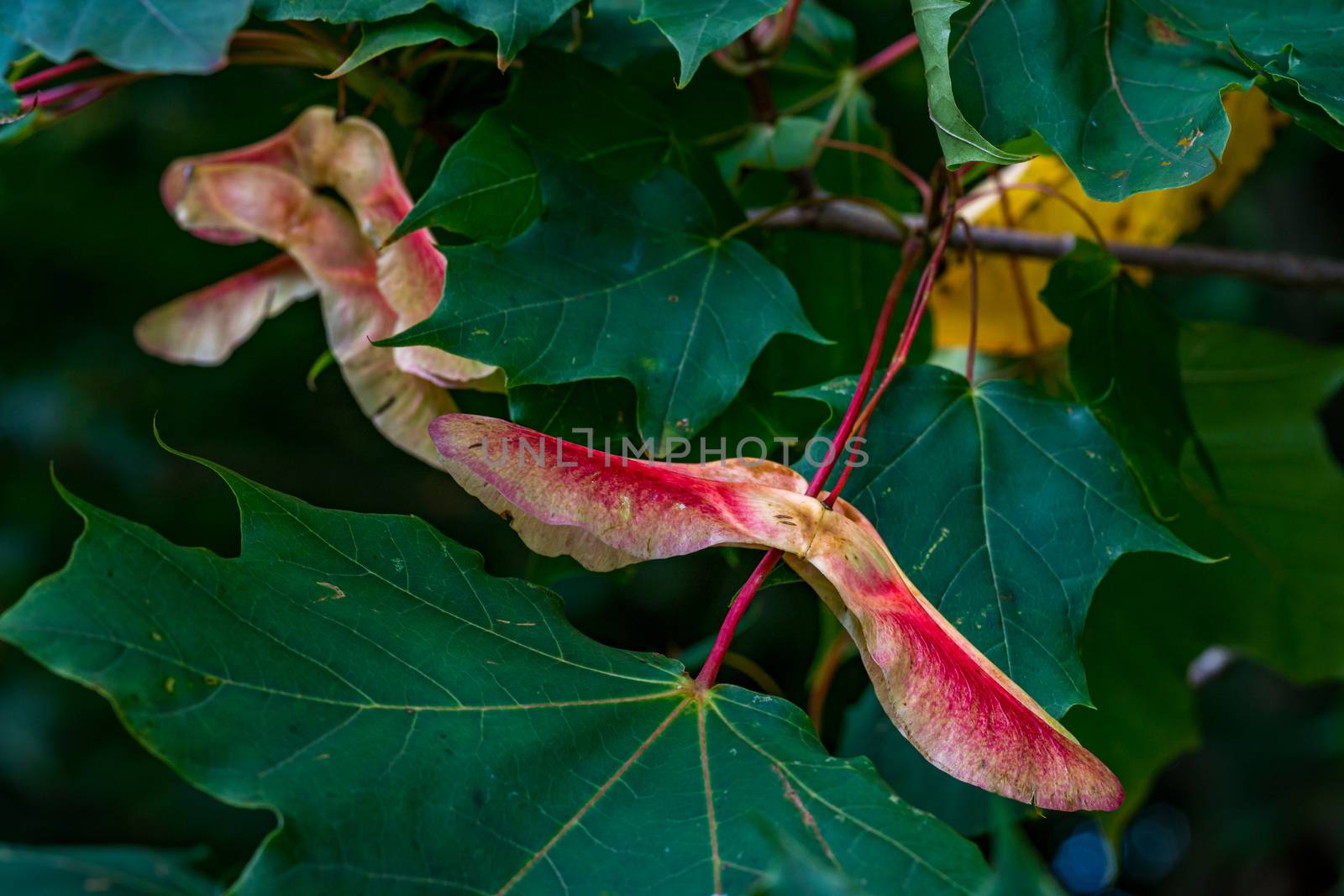 Beautiful colorful maple leaves and fruits in the autumn forest in Upper Swabia Germany