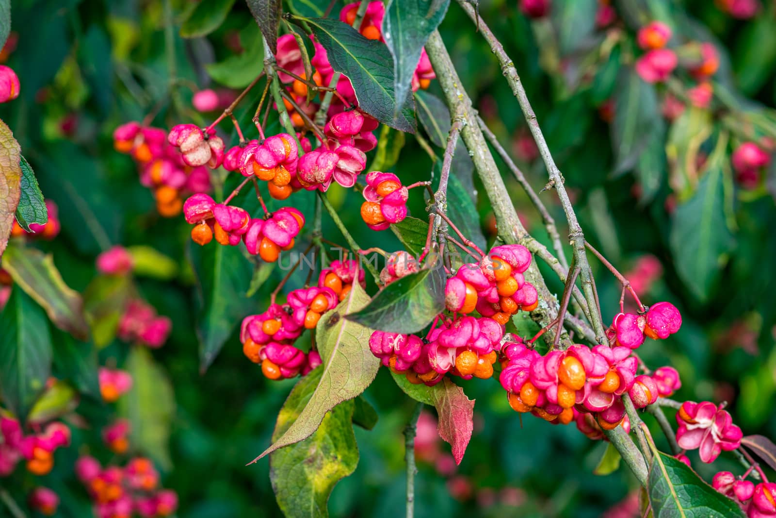 Euonymus europaeus european spindle or common spindle in the colorful autumn forest in upper swabia germany