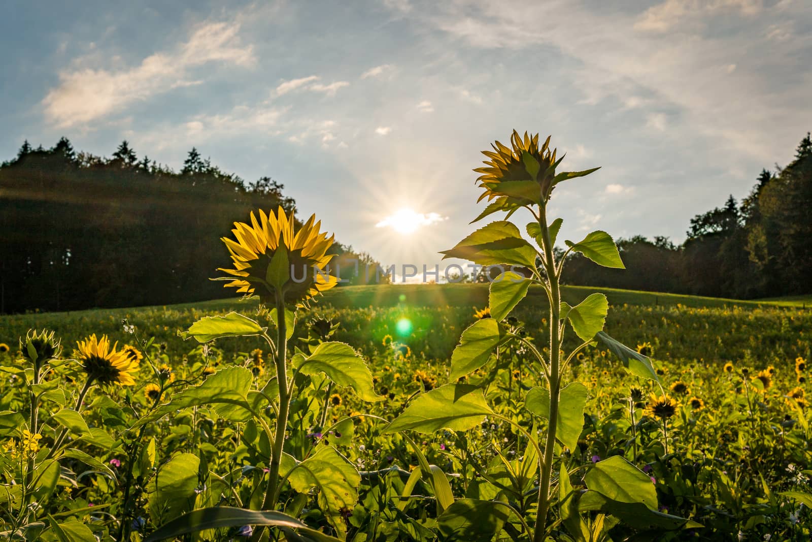 Beautiful Sunflower field at sunset in autumn near Upper Swabia Germany