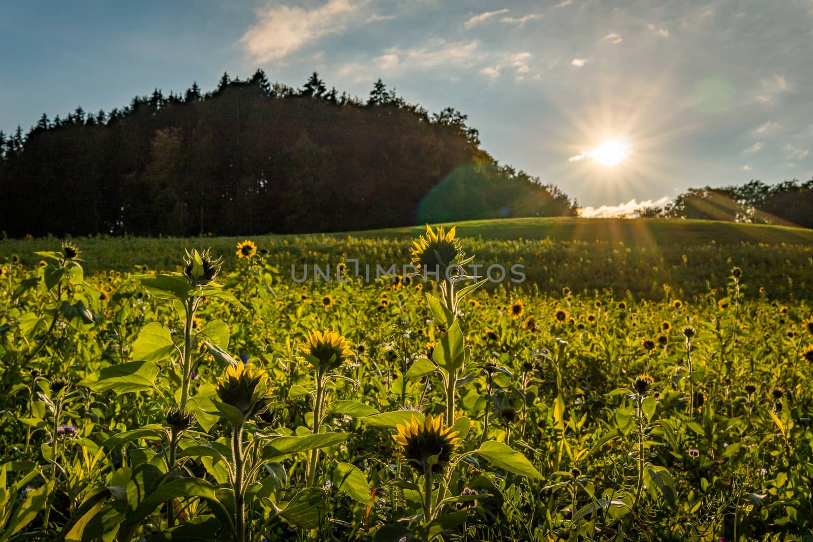 Beautiful Sunflower field at sunset in autumn near Upper Swabia Germany