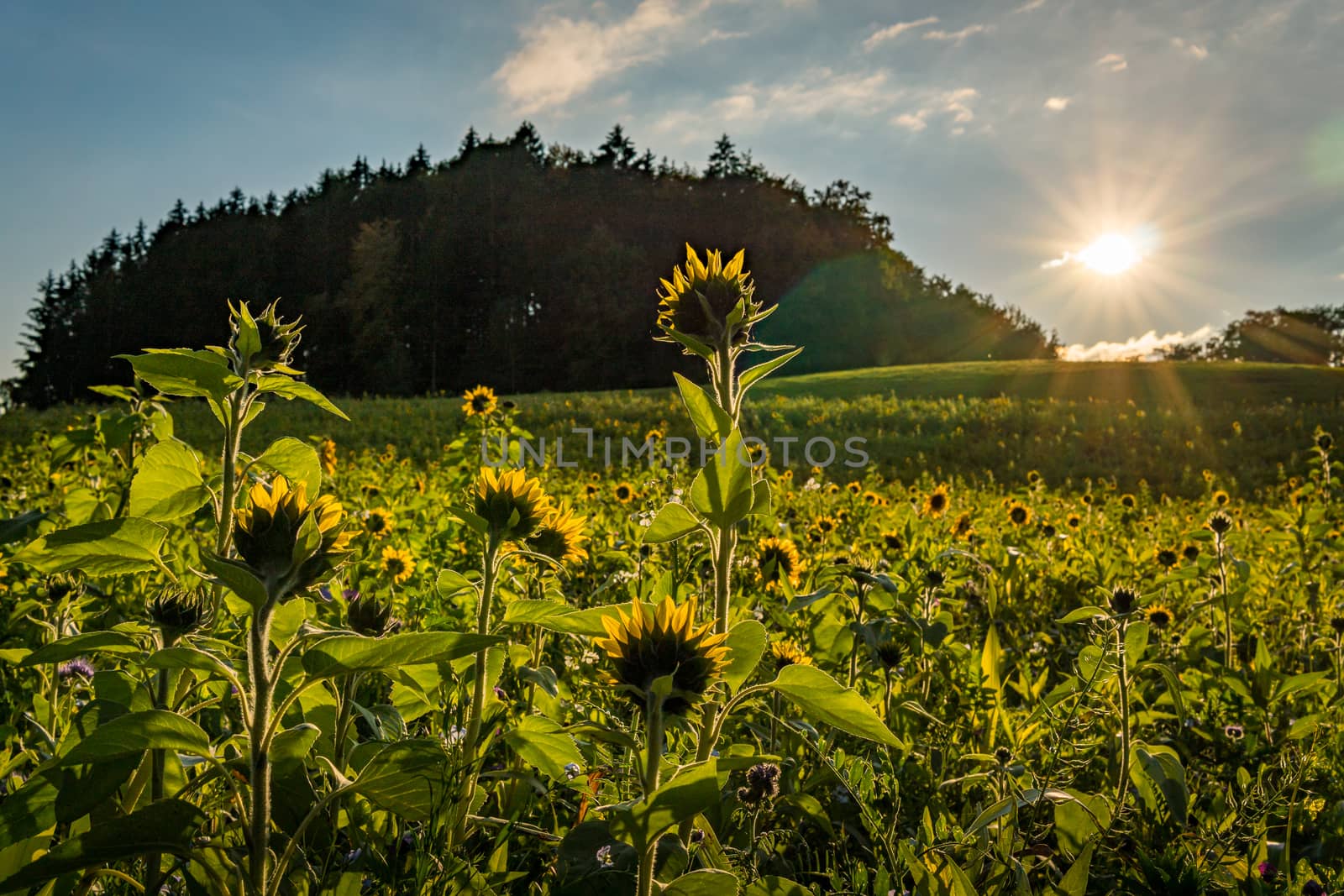 Beautiful Sunflower field at sunset in autumn near Upper Swabia Germany