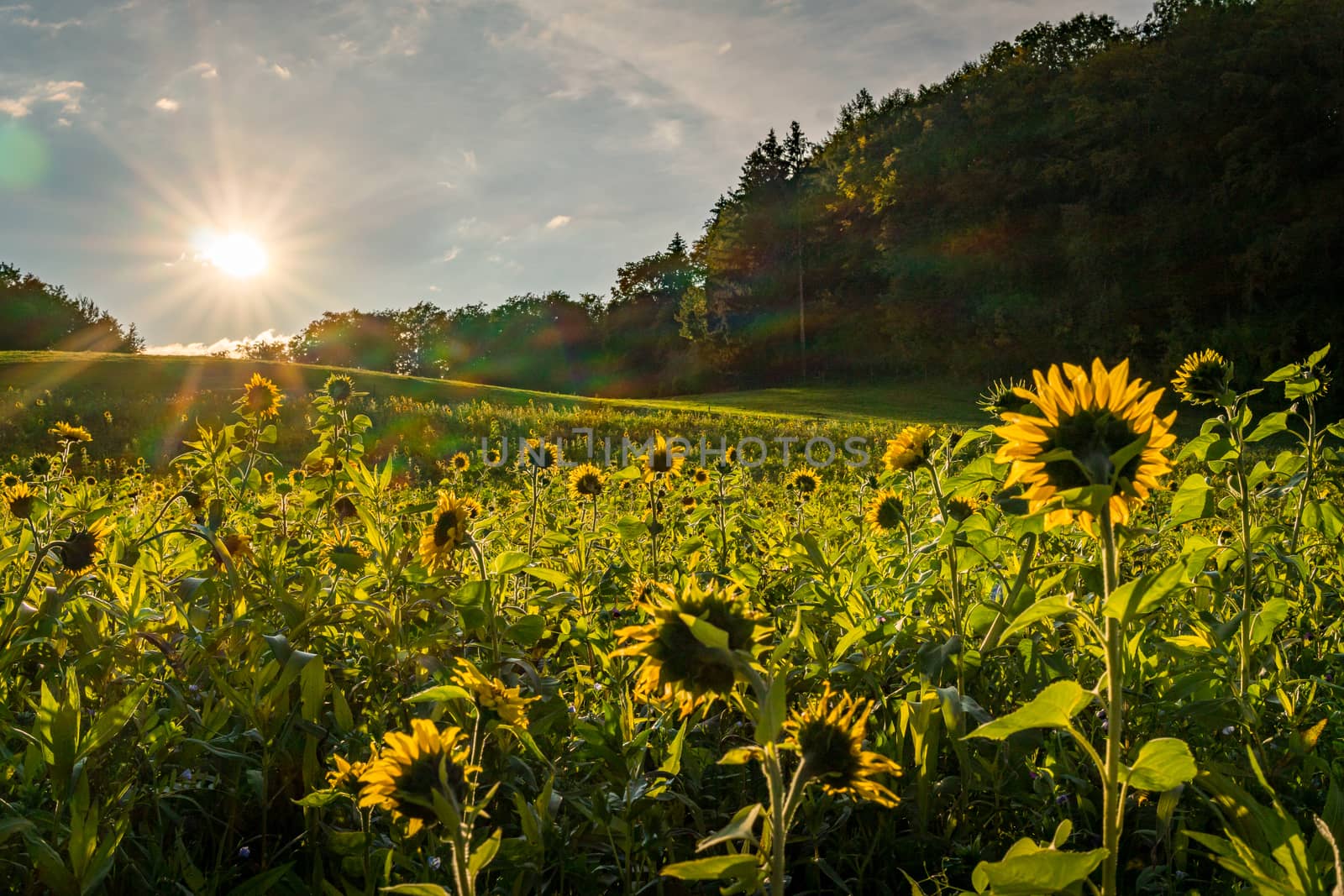 Sunflower field at sunset in autumn near Upper Swabia Germany by mindscapephotos