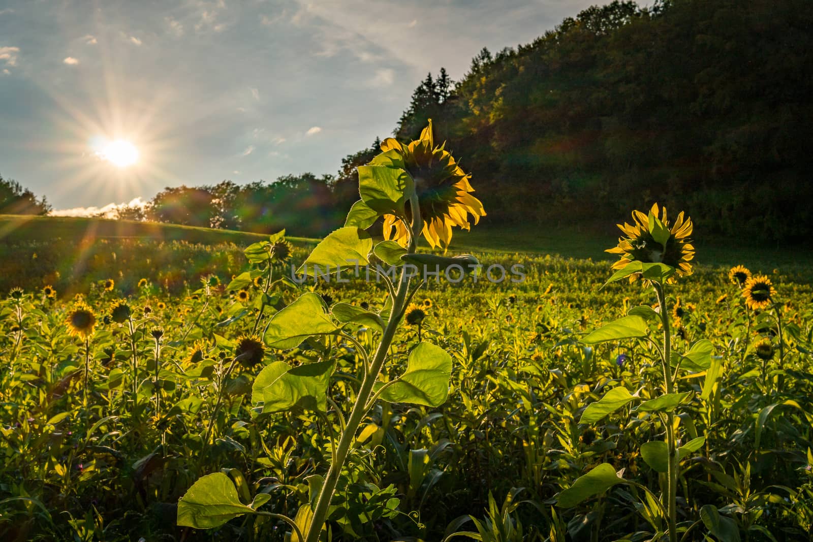 Sunflower field at sunset in autumn near Upper Swabia Germany by mindscapephotos