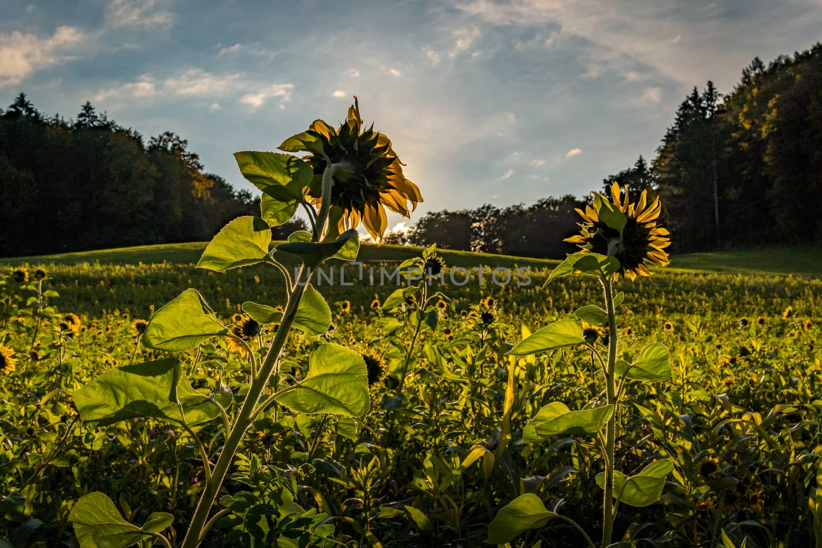 Beautiful Sunflower field at sunset in autumn near Upper Swabia Germany