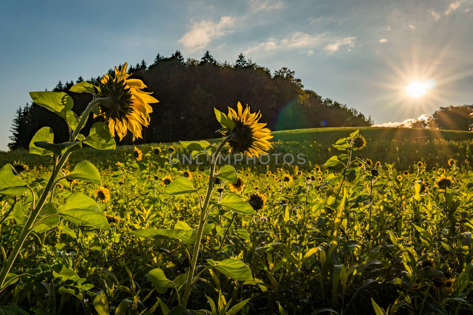 Beautiful Sunflower field at sunset in autumn near Upper Swabia Germany