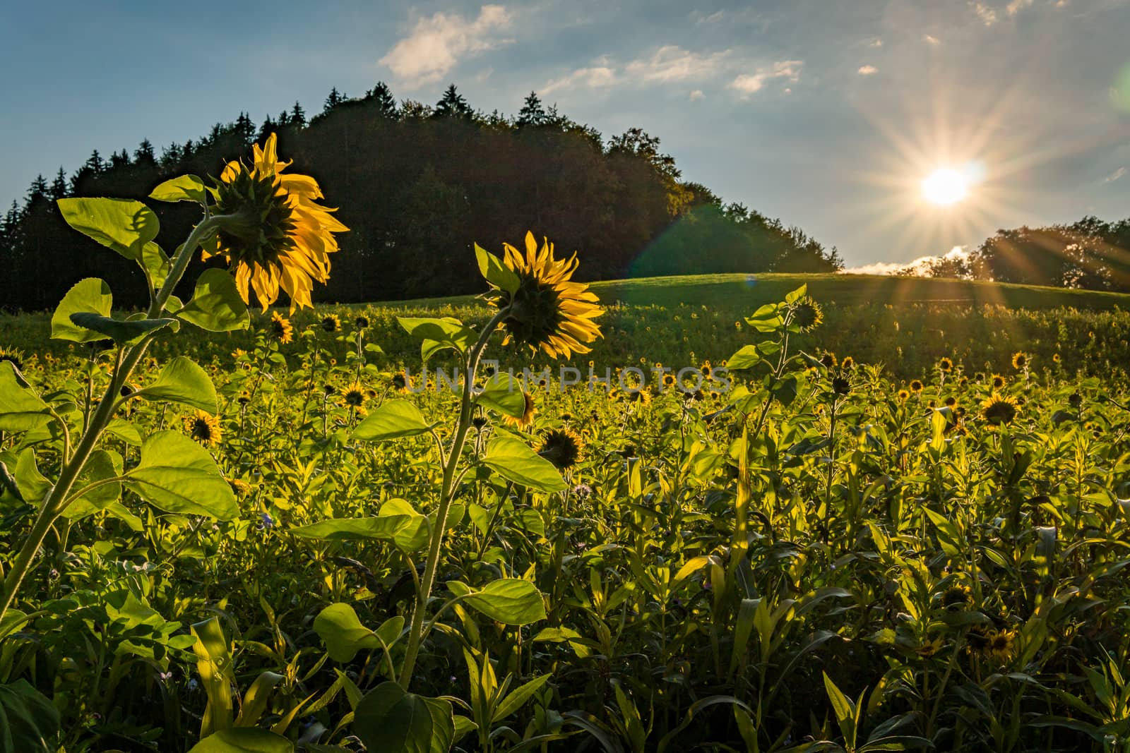 Sunflower field at sunset in autumn near Upper Swabia Germany by mindscapephotos