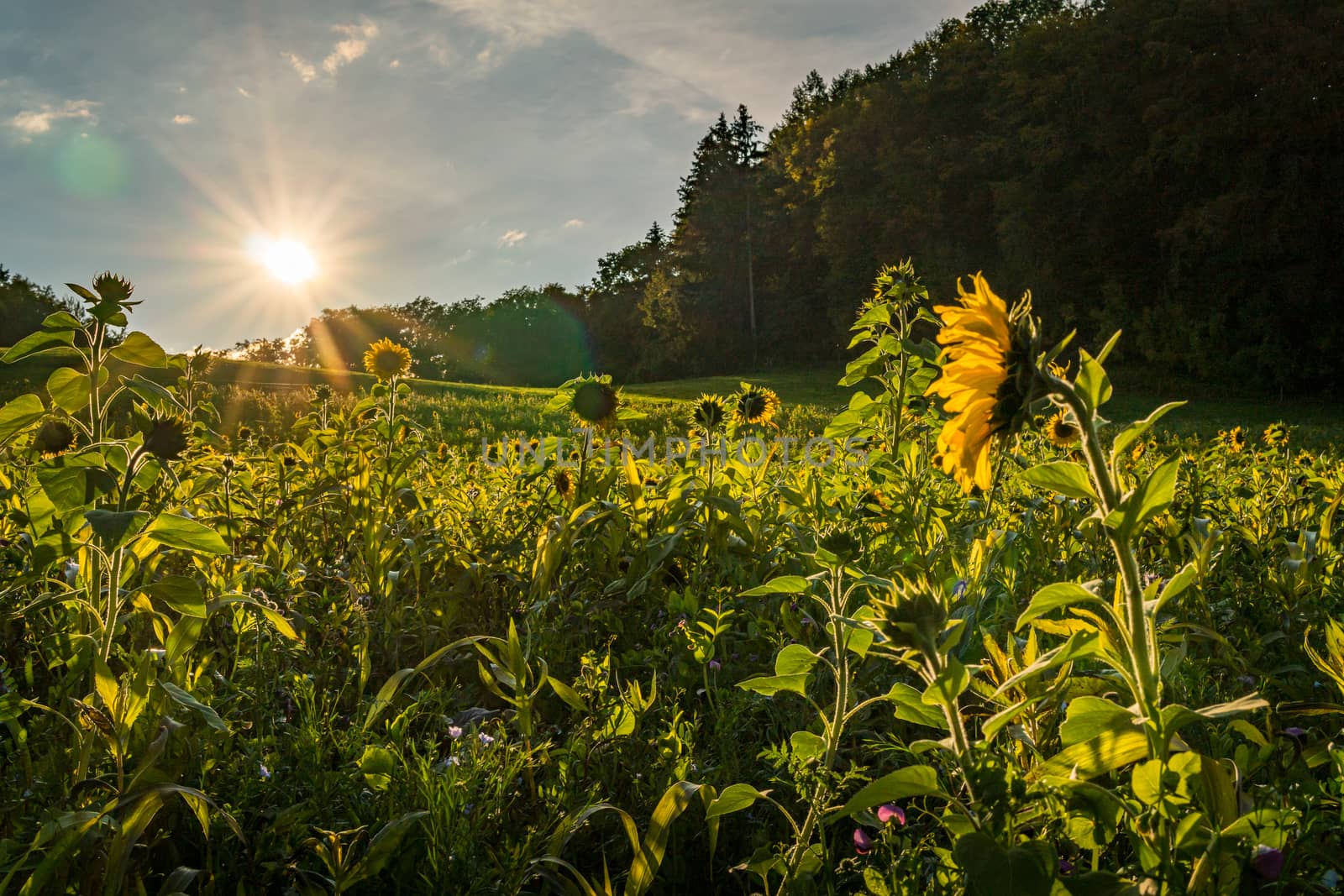 Beautiful Sunflower field at sunset in autumn near Upper Swabia Germany