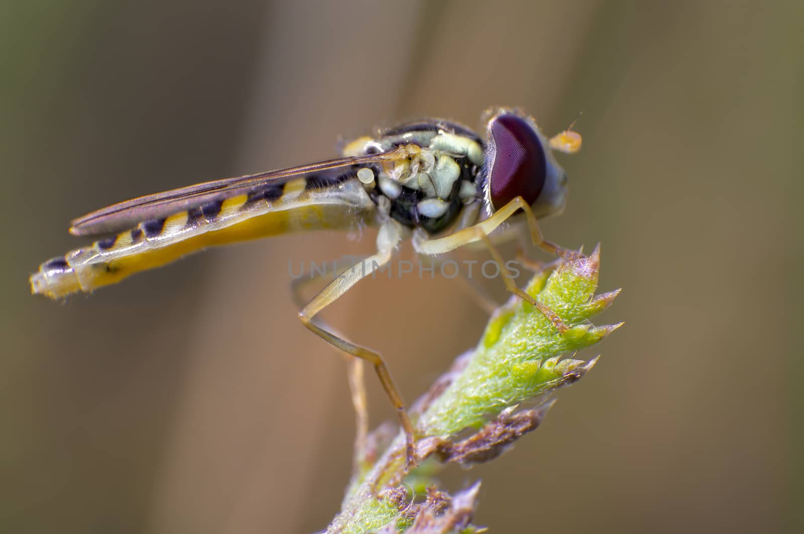 Hoverfly on a thistle