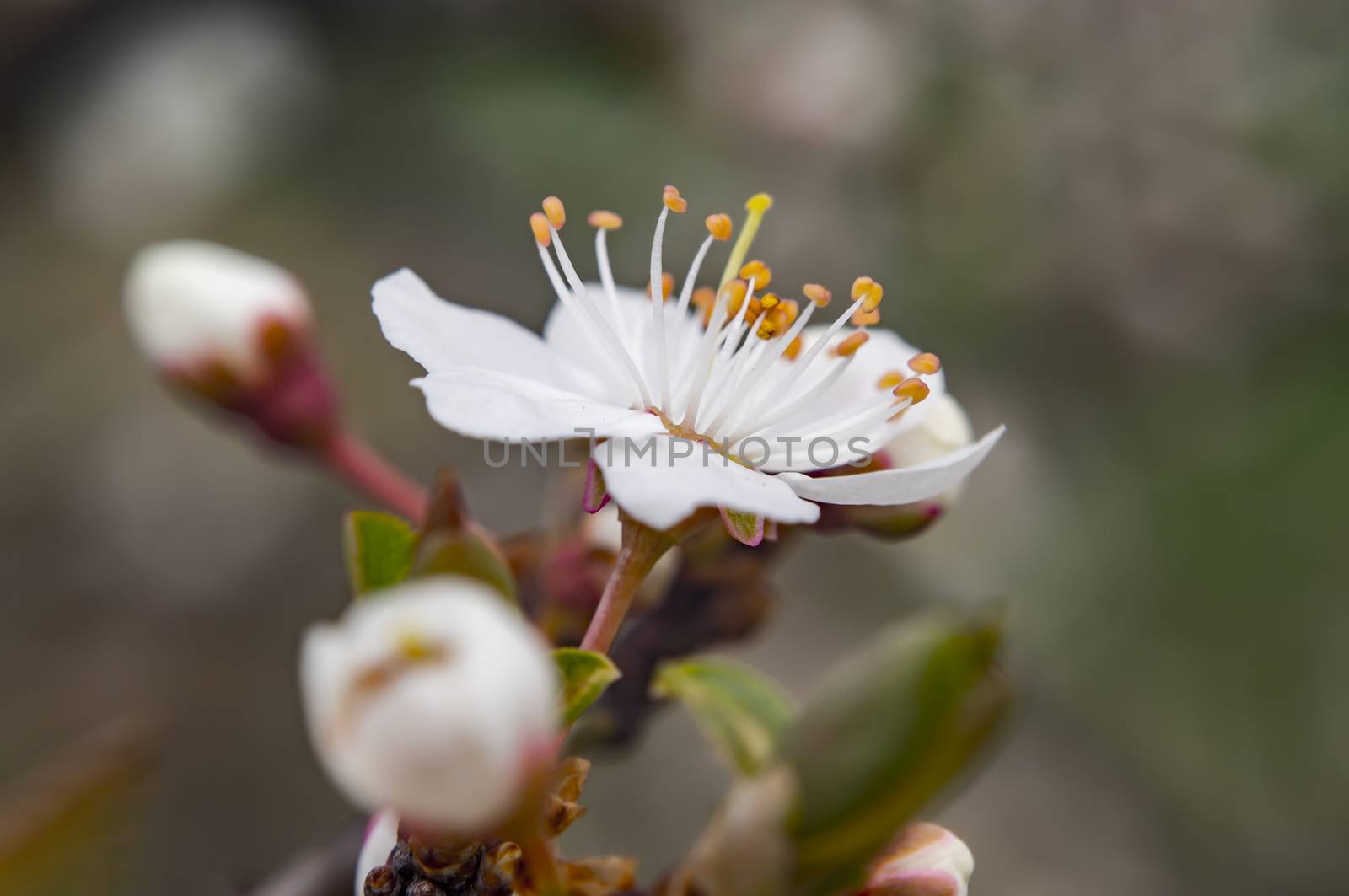 peach tree blossom in season garden