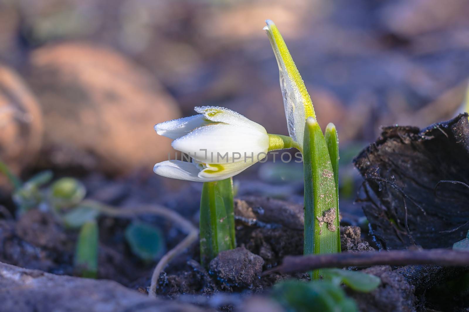 snow drop flower in my season garden